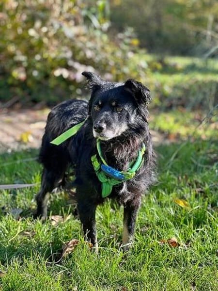 Shadow auf einer Pflegestelle