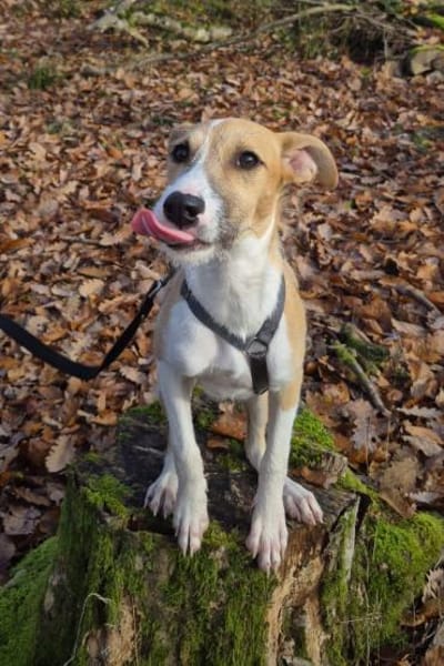 Lia - zauberhafte junge Hündin