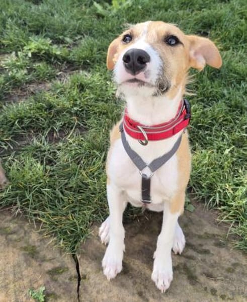 Lia - zauberhafte junge Hündin