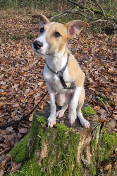 Lia - zauberhafte junge Hündin