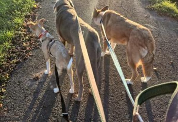 Lia - zauberhafte junge Hündin