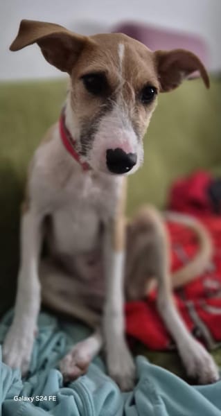 Lia - zauberhafte junge Hündin