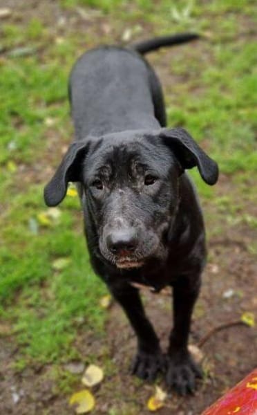 Freundliche MARA sucht Körbchen