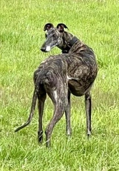 Quintana, verschmust, offen, neugierig