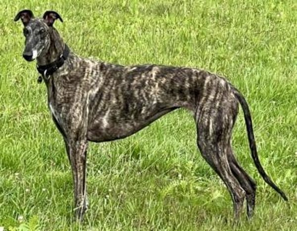 Quintana, verschmust, offen, neugierig