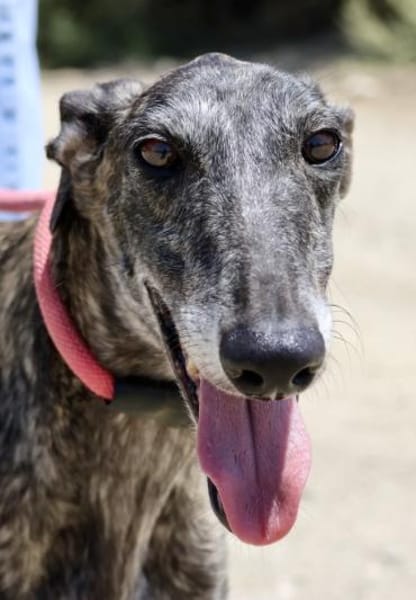 Quintana, verschmust, offen, neugierig