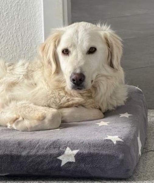 LUNA -möchte Einzelprinzessin werden-