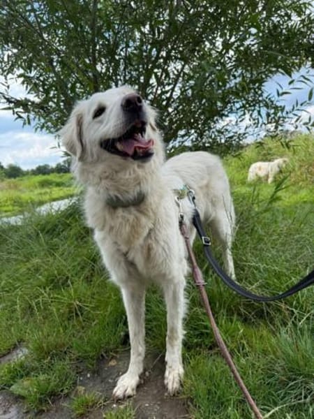 LUNA -möchte Einzelprinzessin werden-