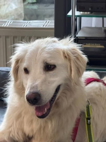 LUNA -möchte Einzelprinzessin werden-