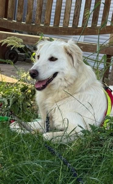 LUNA -möchte Einzelprinzessin werden-