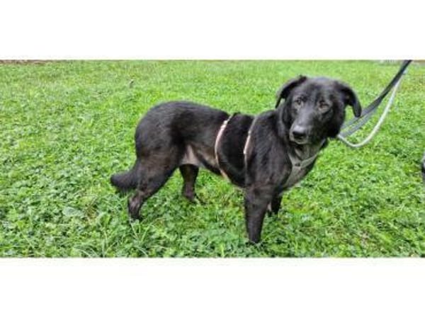 Amia - wartet in 65388 Schlangenbad