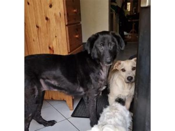 Amia - wartet in 65388 Schlangenbad