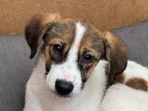 JONNY-hübscher Tricolour-Jung-Rüde,38 cm