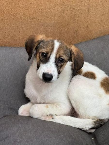 JONNY-hübscher Tricolour-Jung-Rüde,38 cm