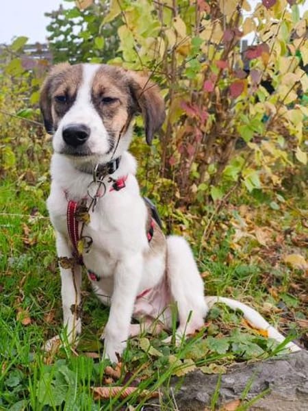 JONNY-hübscher Tricolour-Jung-Rüde,38 cm