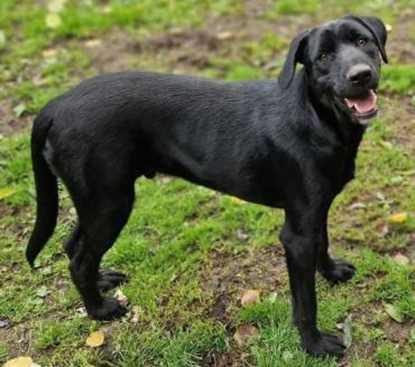 OTTO 2 sucht seine Menschen