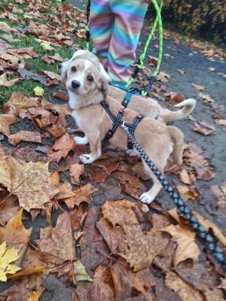 Jingle sucht seinen sicheren Hafen