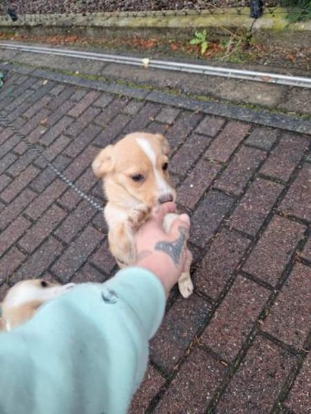 Jingle sucht seinen sicheren Hafen