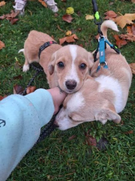 Jingle sucht seinen sicheren Hafen