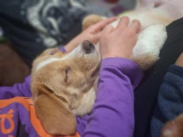 Jingle sucht seinen sicheren Hafen