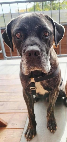 Paul, Pflegestelle in Hessen