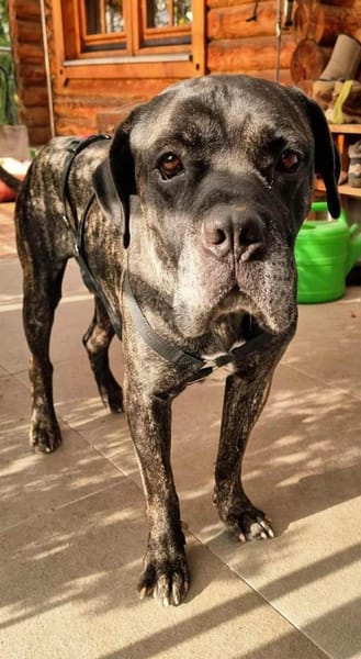 Paul, Pflegestelle in Hessen