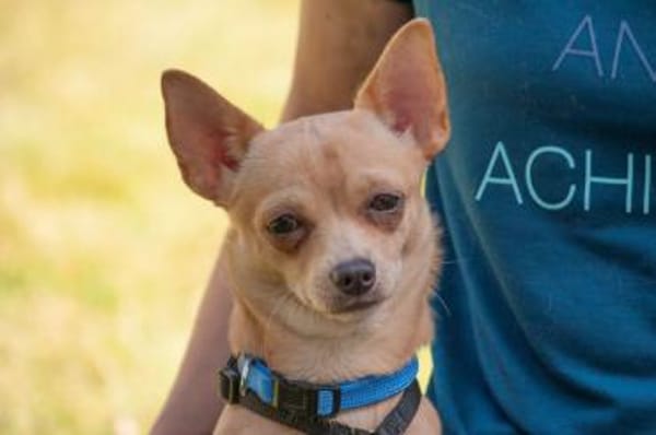 MADITA - zuckersüßes Hundemädchen