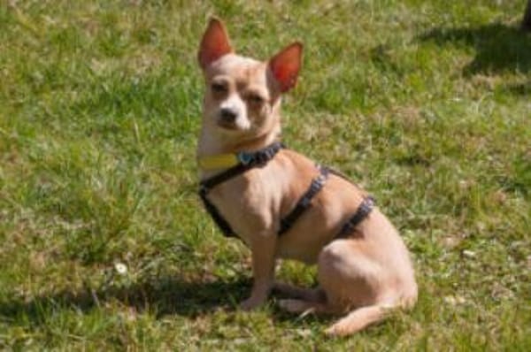 MADITA - zuckersüßes Hundemädchen