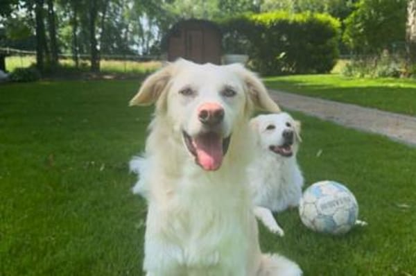 Oral - wartet in 58739 Wickede