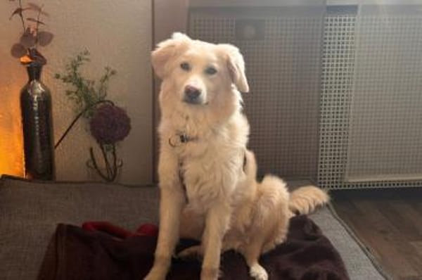 Oral - wartet in 58739 Wickede