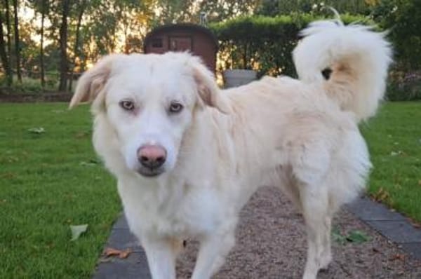 Oral - wartet in 58739 Wickede