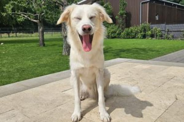 Oral - wartet in 58739 Wickede