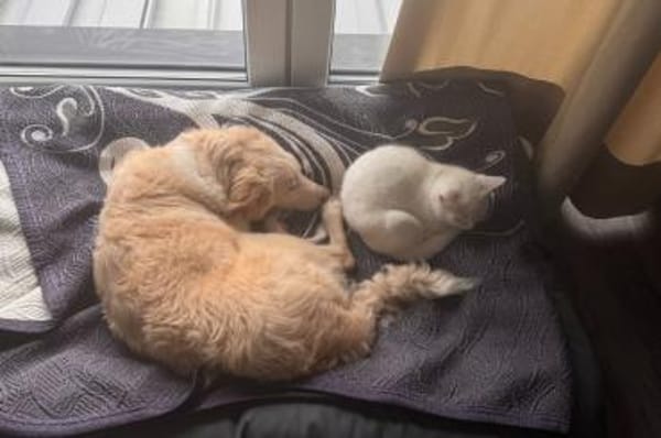 Oral - wartet in 58739 Wickede