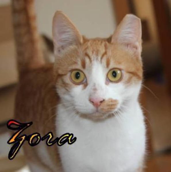 Vermittlungshilfe Zora 86685 Huisheim