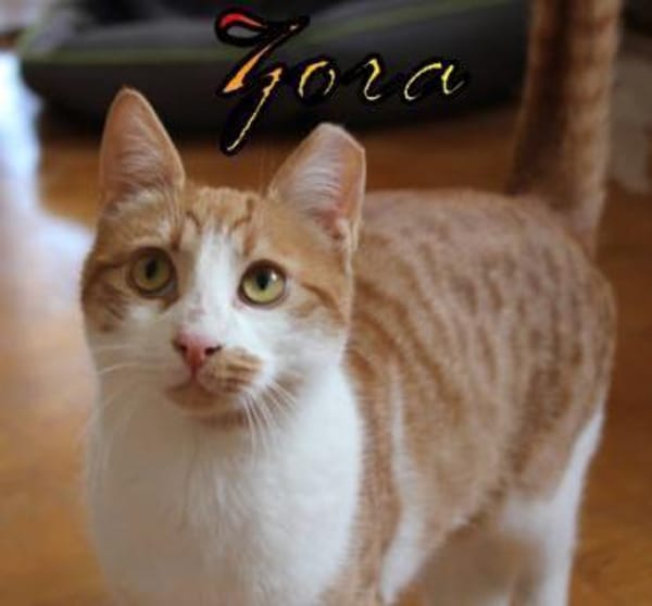 Vermittlungshilfe Zora 86685 Huisheim