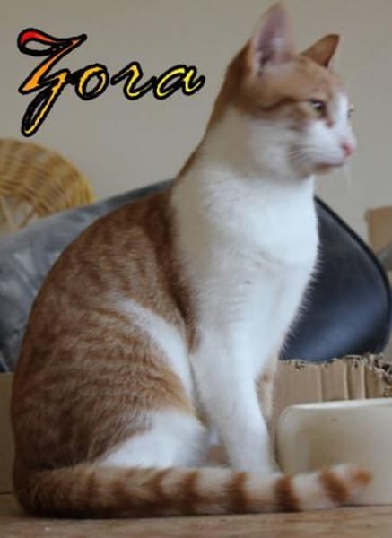 Vermittlungshilfe Zora 86685 Huisheim