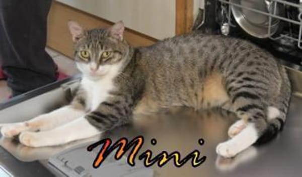 Vermittlungshilfe Mini - 48429 Rheine