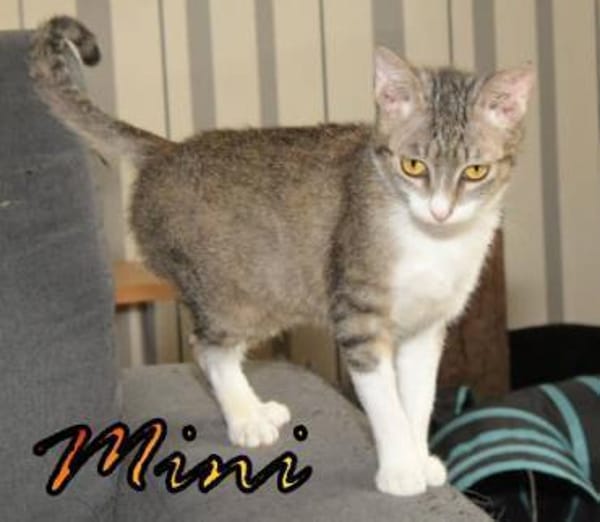 Vermittlungshilfe Mini - 48429 Rheine