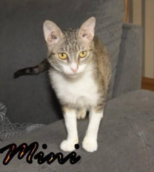 Vermittlungshilfe Mini - 48429 Rheine