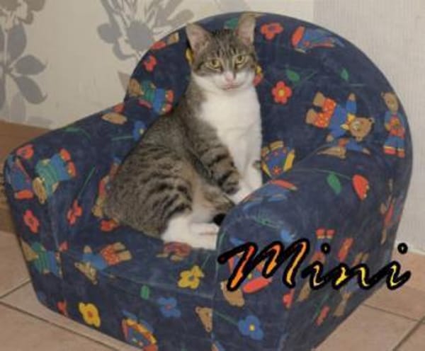 Vermittlungshilfe Mini - 48429 Rheine