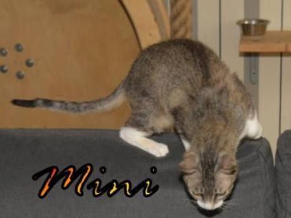 Vermittlungshilfe Mini - 48429 Rheine