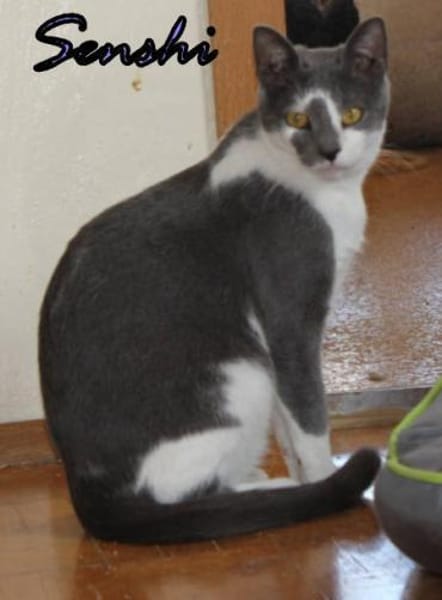 Vermittlungshilfe Senshi-86685 Huisheim