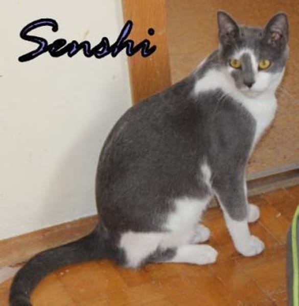 Vermittlungshilfe Senshi-86685 Huisheim