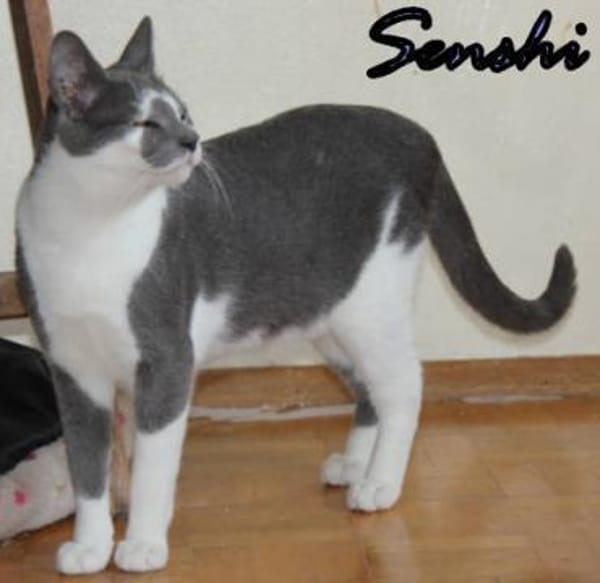 Vermittlungshilfe Senshi-86685 Huisheim