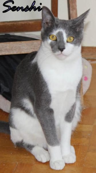 Vermittlungshilfe Senshi-86685 Huisheim