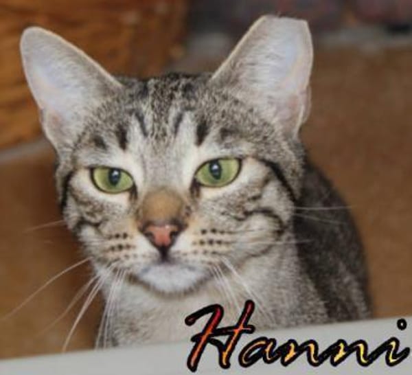 Vermittlungshilfe Hanni - 86685 Huisheim