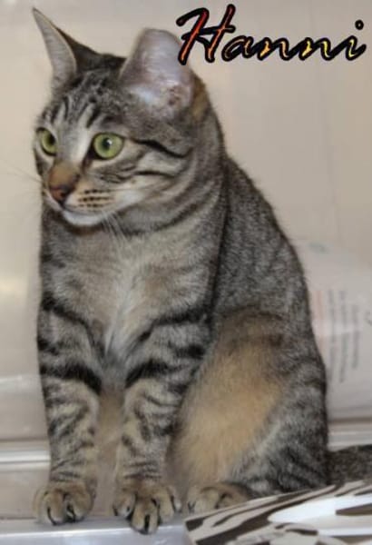 Vermittlungshilfe Hanni - 86685 Huisheim