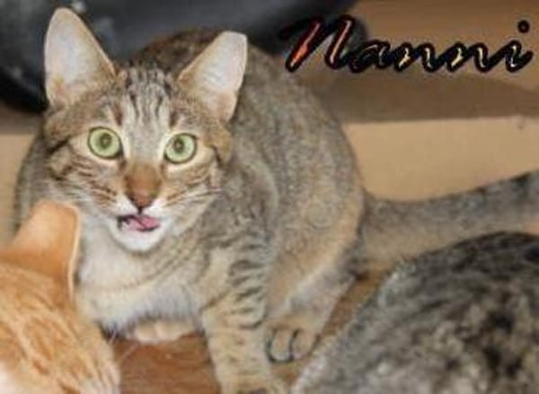 Vermittlungshilfe Hanni - 86685 Huisheim