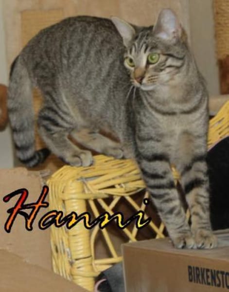 Vermittlungshilfe Hanni - 86685 Huisheim