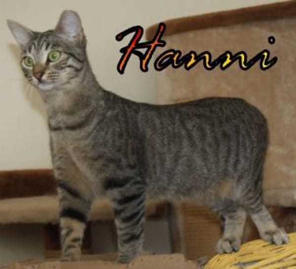 Vermittlungshilfe Hanni - 86685 Huisheim